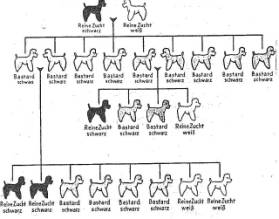 C:\Dokumente und Einstellungen\Ketteni�\Eigene Dateien\Eigene Bilder\Adobe\Fotos von Digitalkamera\2009-08-28-1611-23\Pudel_edited.jpg